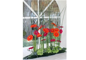 Gerbera 2